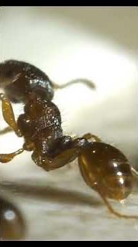 Ants in the Bathroom? 4 Easy Steps to Get Rid of Them!