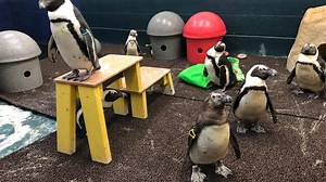 Penguin feeding experiences return at the NEW Zoo