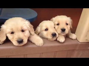 Filhotes Fofos Fazendo Coisas Engraçadas. Cães Mais Bonitos.entretenimento para crianças