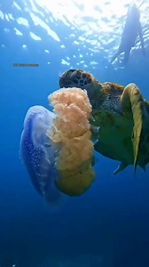 Sea turtle eat jellyfish😱 😱😱 meal time 😮😮 #JohnFishingAdventure #fishing #viralreels #viral #usa #usareels #jellyfish #seaturtle | John Fishing Adventure