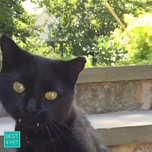 32K views · 203 reactions | Dracula Cat :3 <3 | Best 4 pet | Facebook