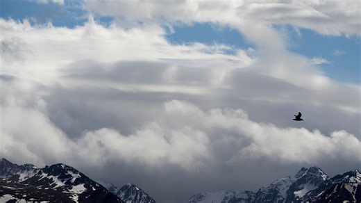 Officials search for a bear that attacked a hiker on a popular trail in Anchorage, Alaska