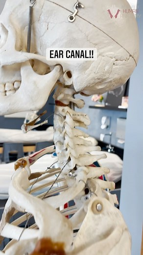 Institute of Human Anatomy on Instagram: "EXTERNAL ACOUSTIC MEATUS - Is an opening/passageway in the temporal bone. Often people refer to this as your ear canal as this is where clinicians will use an otoscope to view your tympanic membrane (eardrum). . . #instituteofhumananatomy #anatomy #anatomylab #anatomyclass #cadaver #cadavers #cadaverlab #learninganatomy #learnanatomy #physiology #physiologyclass #biology #biologyclass #science #scienceclass #learn #learning #ear #earcanal #eardrum #bone 