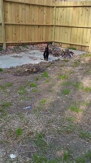 I think my cat is a dog #cat #animals