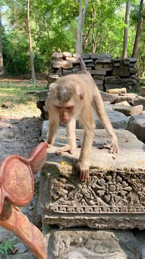 #monkey #animallovers