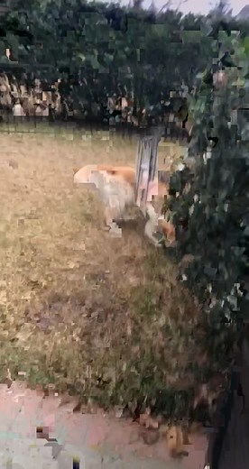 Golden Retriever Singing Blues Song