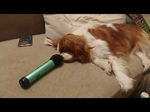 Our dog is snoring loudly to a microphone