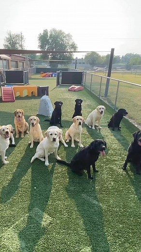 2.7K views · 74 reactions | Each year we have the privilege of celebrating International Assistance Dog Week (IADW). IADW is a week focused on recognizing all the devoted, hardworking assistance dogs helping people with disabilities. Can Do Canines do so much for their person, and we are celebrating their amazing achievements by sharing client-provided Hero Highlights throughout the week. #InternationalAssistanceDogWeek #IADW #IADW2023 | Can Do Canines | Facebook