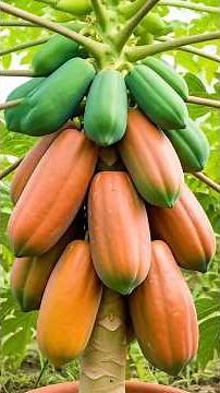 🌴 How to propagate Papapa tree Airlayering. #papaya #papayaairlayering #shorts #indian_nursery_tips