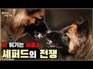 A bloody war between big dogs. This time, it's the Shepherd brothers fighting.😱