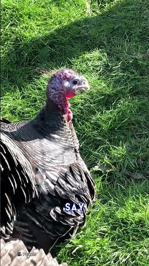 Butterball BREAKS SILENCE on allegations of turkey s*x ab*se