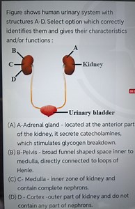 Figure shows human urinary system with structures A-D. Select o... | Filo
