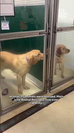 93 animals rescued from Lancaster County home | Donations needed