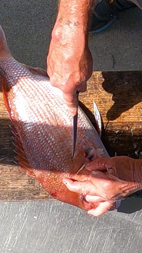 #fishtok #filletingfish #fish#fypシ゚viral #seafood #food #fishing #fishingaustralia #snapper How to Fillet a Fish (snapper)