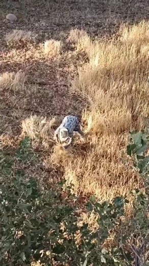Harvesting Wheat the Old-School Way 🌾#WheatHarvest#VillageLife#TraditionalFarming#HarvestTime