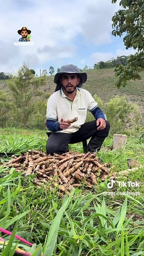 Cómo sembrar yuca: Guía práctica para principiantes
