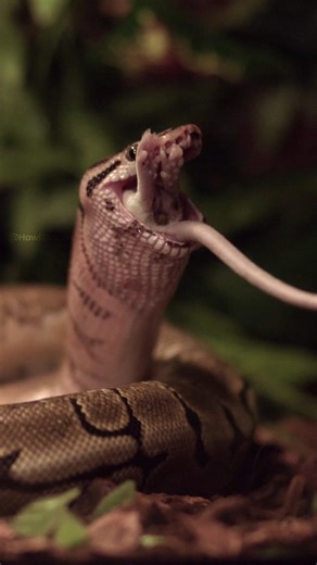 7.6K views · 99 reactions | Python Eating Rodent Wincent nfqrO #snake #nature #wildlife | HAWI Studios | Facebook