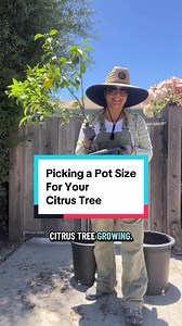 Right Pot Size for Citrus Trees: Upsize Gradually