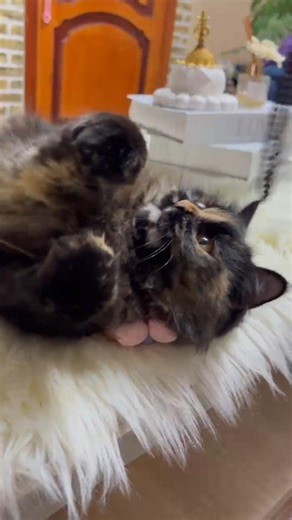 Masha honey🍯🩵#funny#iphone16#trending#youtubeshorts#shortvideo #shorts#fyp#explore##viralvideo