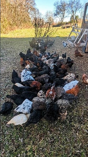 How Do You Explain Chicken Math?