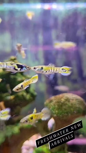 FRESHWATER NEW ARRIVALS! 1. Cobra Endlers 2. Celestial Pearl Danios 3. Blue Angels 4. XL Heckel Discus 5. XL male Albino Bushynose Pleco 6. Albino OB Peacocks 7. Sulphurhead Peacocks 8. Yellow OB Peacocks 9. Ranchu Goldfish 10. Oranda Goldfish 11. Butterfly Koi fish 12. Ghost Koi fish #annaaquarist #aquariums #aquarist #aquaculture #aquariumhobby #aquariumhobbyist #aquariumlife #aquarium #aquascape #fishonlytank #fish #freshwateraquarium #freshwatertank #freshwater #cichlidstank #cichlidstanks #