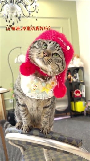 Ever Seen a Toad-Raised Cat? Unusual Meowing Sounds