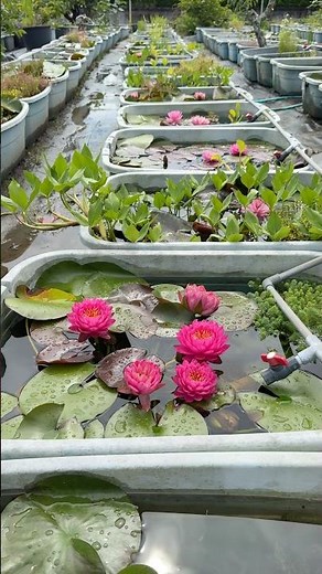 6/18 睡蓮大量開花！ワリンダー＆サンシャイン #ビオトープ #flowers #ガーデニング #水槽部屋 #大量発生 #garden #めだか #アクアリウム #plants #メダカ