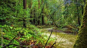 River running through the Muir Woods National redwood forest - time lapse