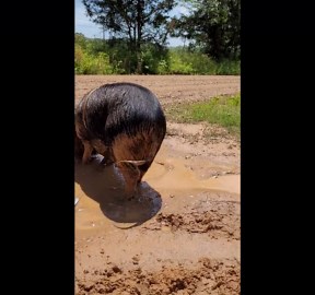 Pig Plays in Mud Puddle