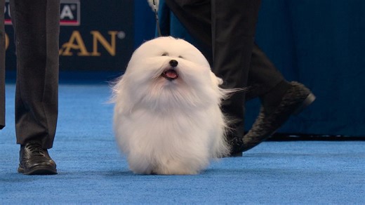2025 NDS: Coton de Tulear