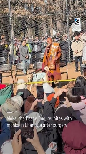 Aloka, the Peace Dog, reunited with monks on a 2,300-mile peace walk in Charlotte on Thursday, following a successful surgery just days ago. The monks explained that the surgery was necessary due to an injury Aloka sustained during a previous peace walk. The procedure, reportedly performed entirely free of charge at Charleston Veterinary Referral Center, was expected to take two to three hours but was completed in just one. Aloka is an Indian pariah dog whose name means “divine light” in Sanskri