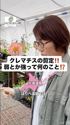 【解説】クレマチスの剪定の仕方‼️弱剪定と強剪定の違いは？ #ガーデニング初心者 #ガーデニング #庭作業 #ほりべ造園 #植物 #剪定 #北海道 #旭川市 #クレマチス