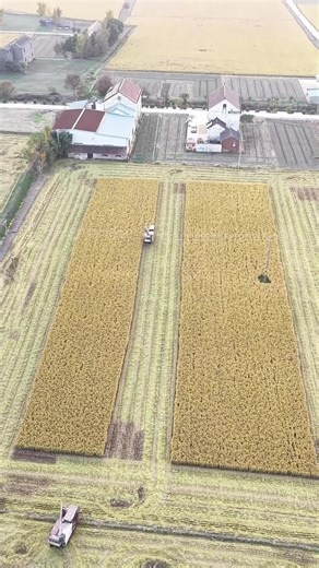 These Harvest Lines Are Perfectly Satisfying.#Harvest#FarmingLife#PrecisionAg#Satisfying#AerialView #FarmTok#BigMachines#Good