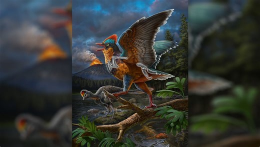Two Jurassic Fossils Could Be The Earliest True Birds Ever Found