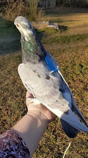 Harness work with Orcid