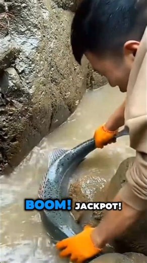 Rahasia Umpan Hati Babi untuk Pancing Ikan Karang Mewah! #shorts