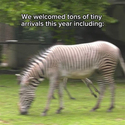 346K views · 10K reactions | 2024 was paws-itively unforgettable! This past year the Zoo celebrated some heartwarming firsts, with adorable arrivals like Robin the Grevy's zebra, Mexican wolf pups Molly and Sierra, a precious pangopup, and many more! | Brookfield Zoo Chicago | Facebook
