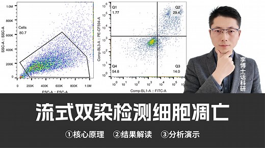 流式双染检测细胞凋亡：核心原理、结果解读、操作演示
