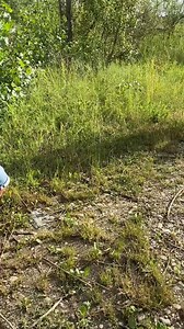 5.2K views · 33 reactions | Lovely friends together with our wonderful dogs <3 <3 <3 #dogrescuenorwayoslo | Dog Rescue Norway, Oslo | Facebook