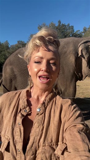 Sick of seeing this on my feed #tiktok #elephant #silkelephant #MyBestFriendIsAnElephant