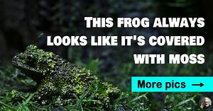 Nature keeps surprising us – 15 fascinating pictures