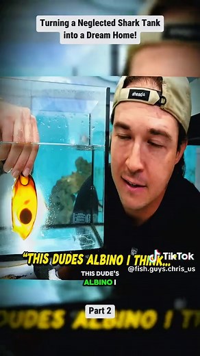 Buying an ABANDONED Shark… and Giving It a New Life! Part 2 #thefishguys #fishtank #fish #aquarium #seamonster