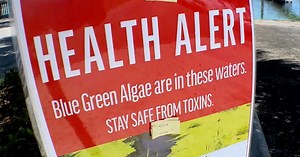 'Harmful' blue-green algae found in Martin County waterways, health department says