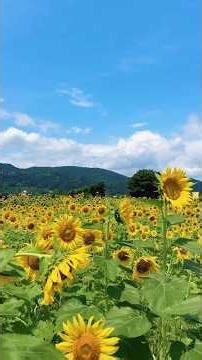 【静岡・富士市】富士山が見えない日でも、この景色は最高でした🌻✨