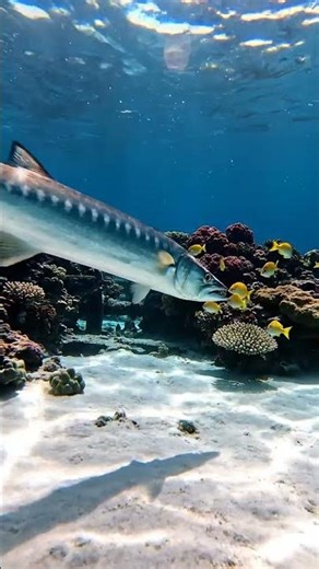 🔥 Amazing Fishing Video Gopro In Sea 577 2K - You Won't Believe This! ✨