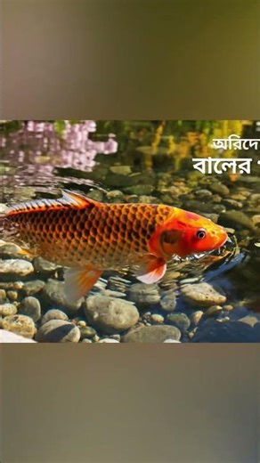 Beautiful Fish Swimming 🐟 | Calm Water Nature Video