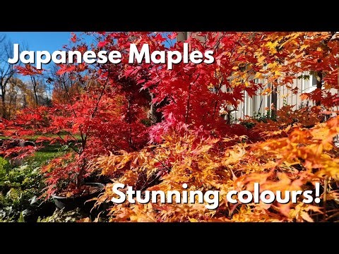 Ep 23 Starting construction of polytunnel, it's fall with stunning Sugar and Japanese Maple colours!