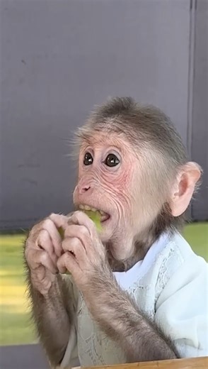 Monkey Eats Grape #reels #reelfb #funny #fyp #adorable #animal #monkey #babymonkey #MonkeyBaby #monkeys #animals | LaLa Monkey | Facebook