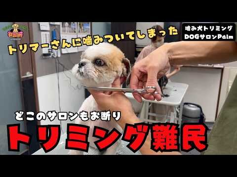 何件も断られてしまいトリミングに行けないシーズーの噛み犬トリミング