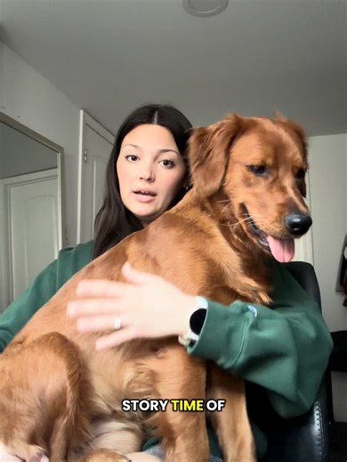 Reunited: The Lost Pet Microchip Story